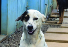 Looking for a home filled with love