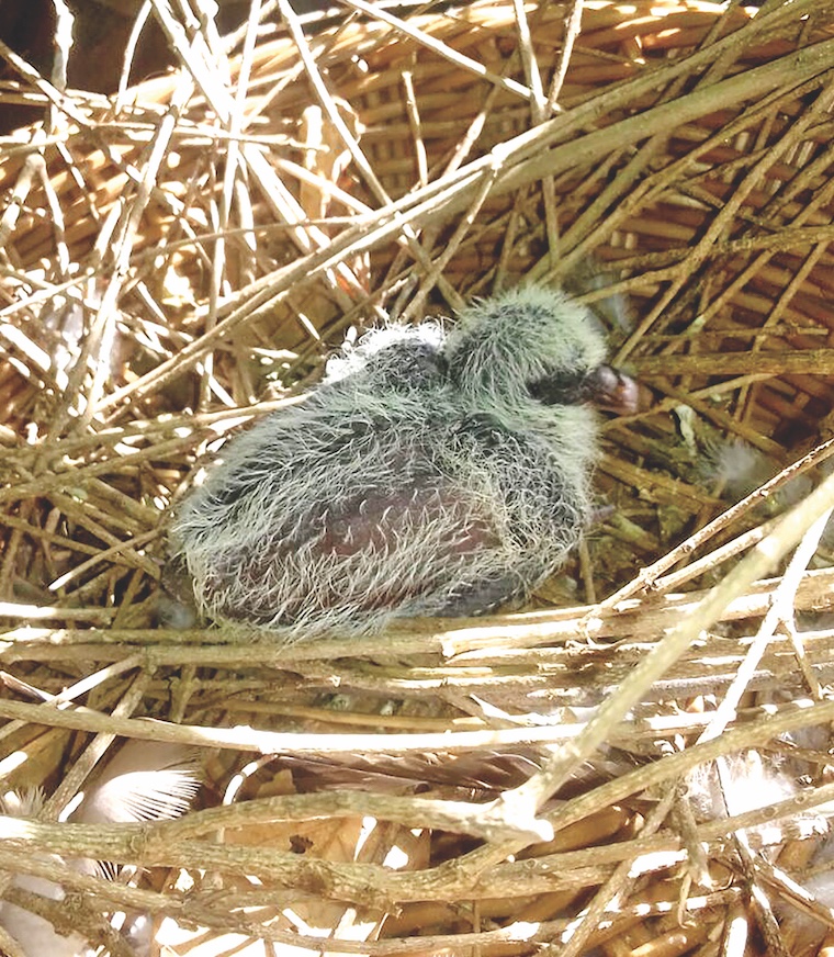 Succès pour l’élevage du pigeon des Mares