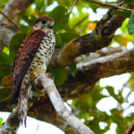 Mauritius Kestrel – © Jacques de Spéville