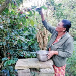 Mme Marianne Casimir cueillant les cerises