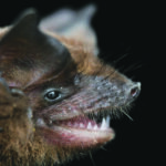 Mormopterus acetabulosus