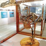 Musée8