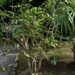 Photo 2 (2)