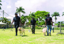 Des toutous socialisés et heureux