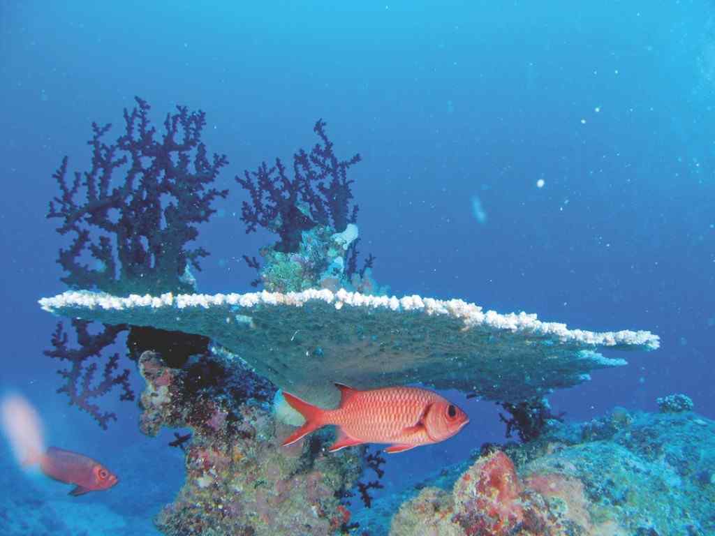 Zones côtières Mauriciennes : Pas de récif, pas de plage