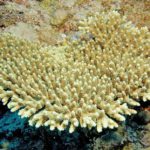 RC-Photos-Eugene-Vitry-Corals-9-copie