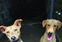 Adopter le bonheur à quatre pattes…*