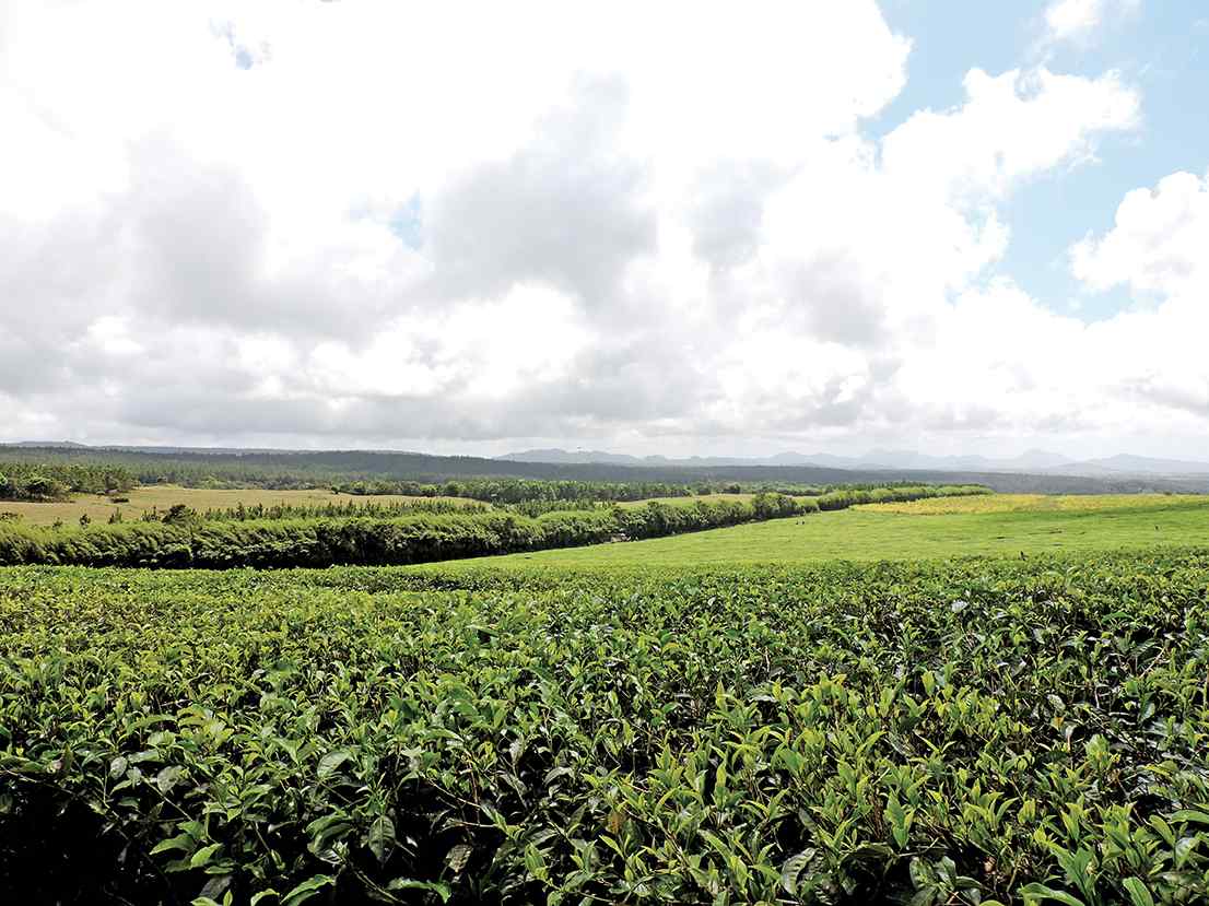 Trou Kanaka : le cratère caché du sud de l’île Maurice