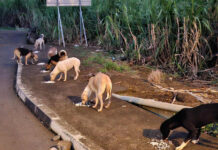 Well-Being of Strays,
dévouement et (com)passion !