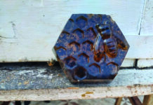 The Bee Guy: saving the bees