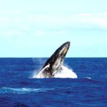 baleine