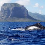 baleine-a-bosse-Maurice