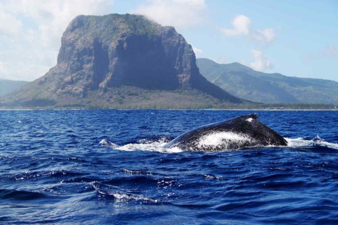 Baleines à bosse à Maurice