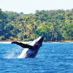 baleine-sainte-marie