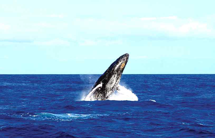 Baleine à Maurice