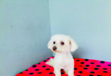 Luxury boarding for dogs