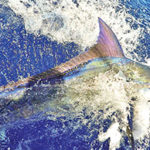 blue-marlin