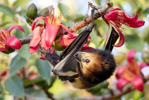 Chauve Souris à Maurice