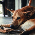 daniele-franchi-N-4lwl43-tQ-unsplash