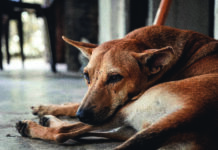 Situation des chiens errants
entre inertie et espérance