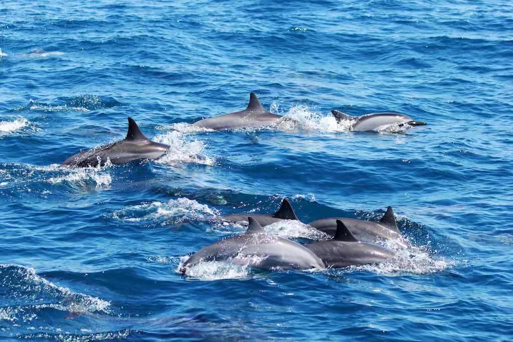 Dauphins à Maurice