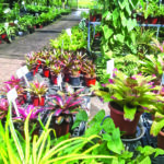 exotica 3