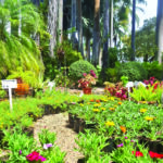 exotica 4