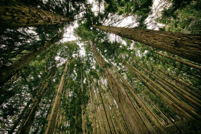 arbres plantés à Maurice