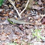 ile-aux-aigrettes-7