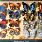 insectarium