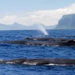 mamiferes-marins-Maurice