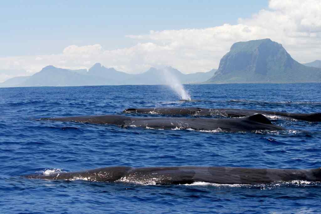 Mamifères Marins à Maurice