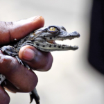 naissance croco