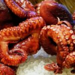 octopus-489868_1920-1170×550