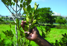 Espaces naturels à Pointe d’Esny