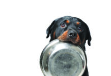 Nutrition for adult and senior dogs