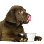 Close-up,Of,A,Labrador,Retriever,Puppy,Licking,His,Lips,,2