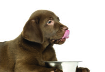 Puppy nutrition: why is it essential?