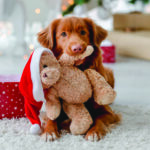 Toller,Retriever,Dog,In,Christmas,Time,Holding,Teddy,Bear,Toy