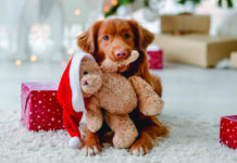 A doggie under the tree – think again!