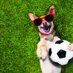 Soccer,Chihuahua,Dog,Holding,A,Ball,And,Laughing,Out,Loud