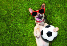 Play sports with your dog!