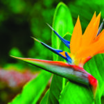 Strelitzia Reginae. Beautiful Bird of Paradise flower on the background of green leaves in soft focus. Tropical flower on Tenerife, Canary Islands, Spain.