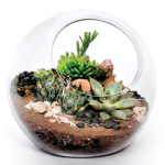 succulent_terrarium